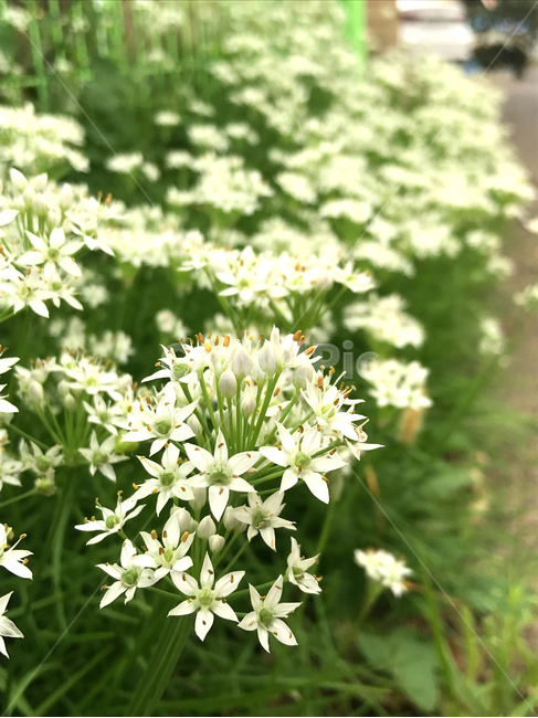 plant,식물,flower,blossom,꽃,부추꽃,부추,식물,자연,plants,nature,꽃,flower