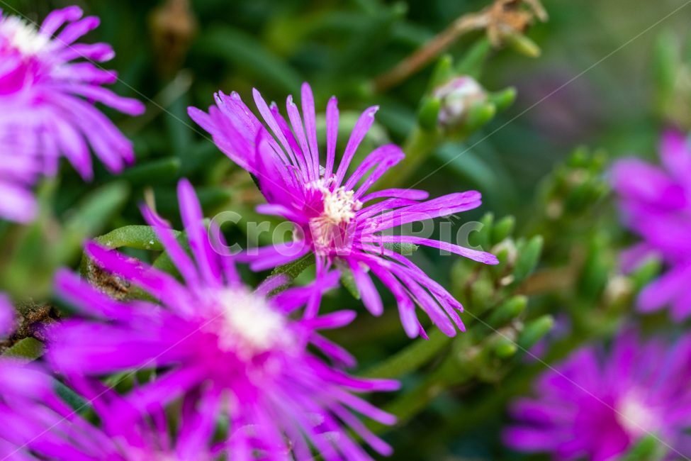 자연,힐링,plant,식물,pollen,화분,접사