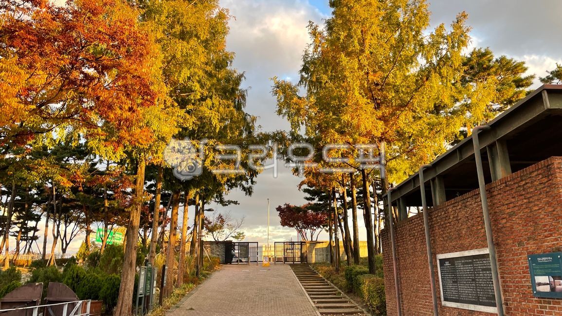 autumn tree,fallen leaves,fall,Maple tree,tree,autumn,leaf,Maple