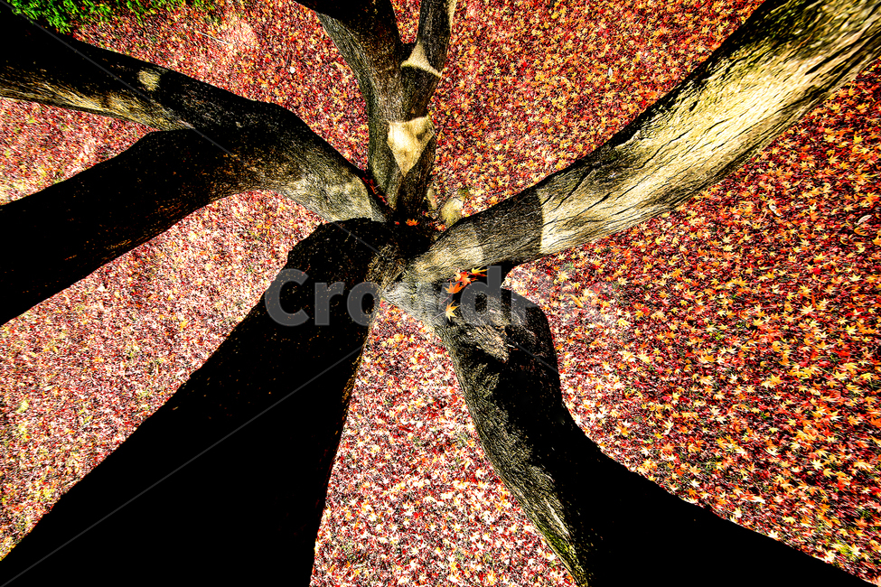 가을,단풍,낙엽,햇살,나무,가을,계절,fall,autumn,season,plant,식물,leaf,잎