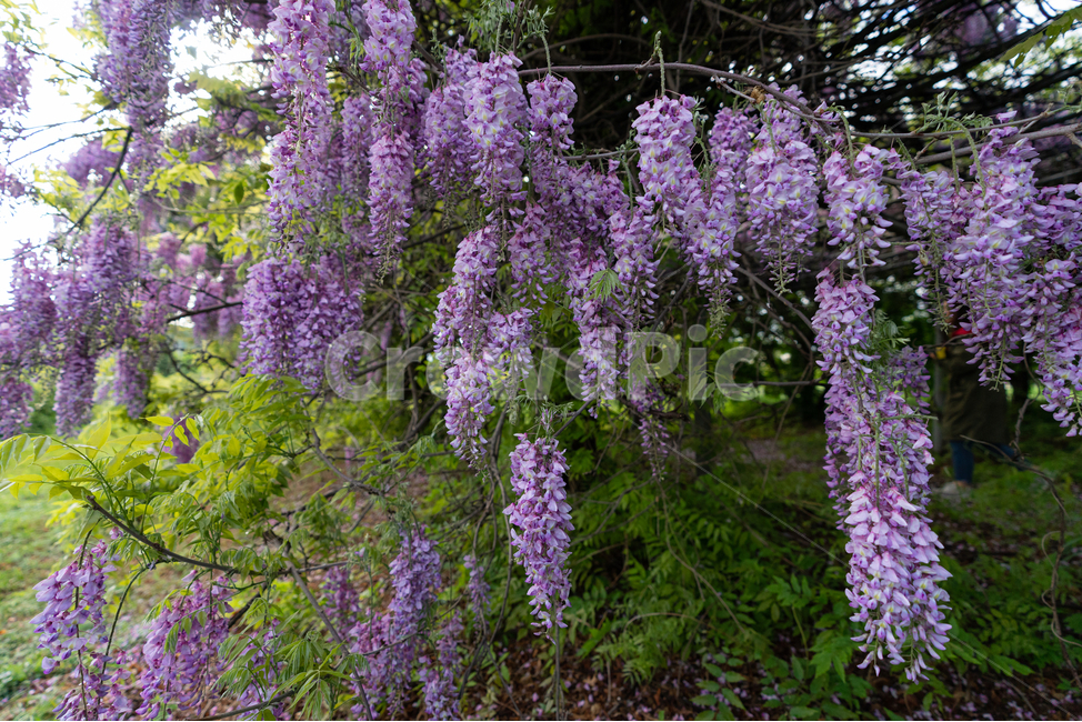 등나무꽃,등꽃,자연,wisteria,flower,하늘,구름,sky,식물,자연,plants,nature,꽃,flower