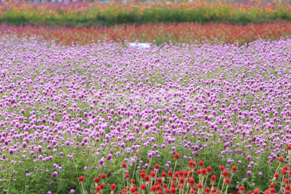 천일홍,보라,꽃무리,축제,자연,식물,꽃,plant,flower,감성사진,식물,자연,plants,nature,꽃,flower