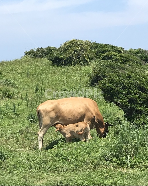 자연,nature,animal,동물,가축,농장,소,cow,field,들,포유류