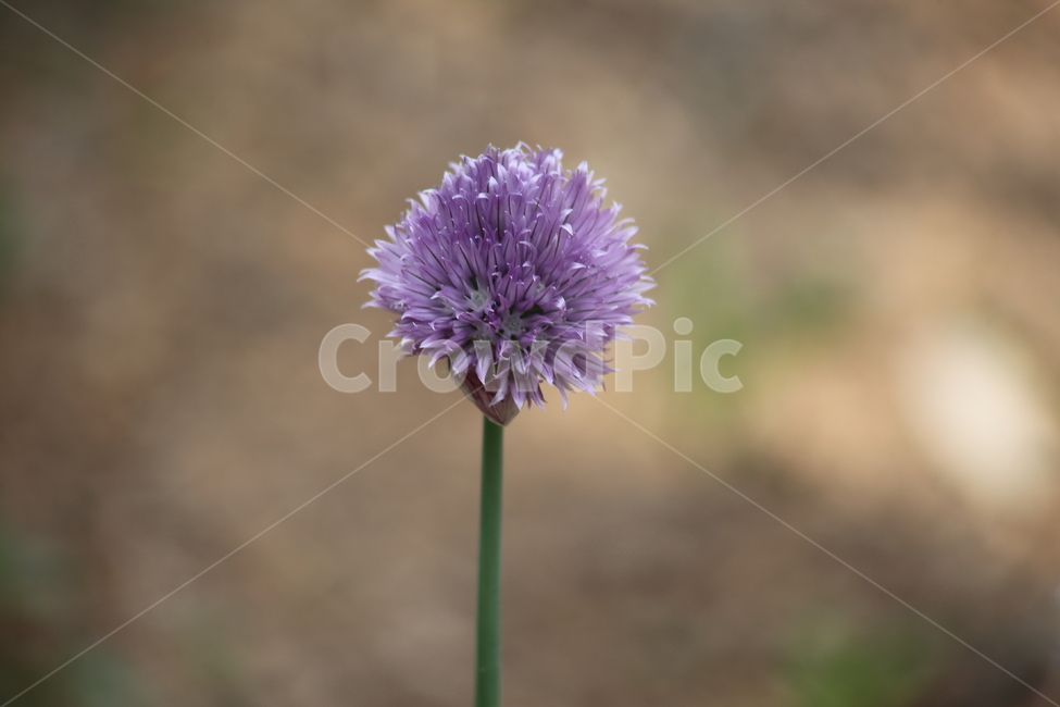 차이브,골파,중국파,식용식물,chive