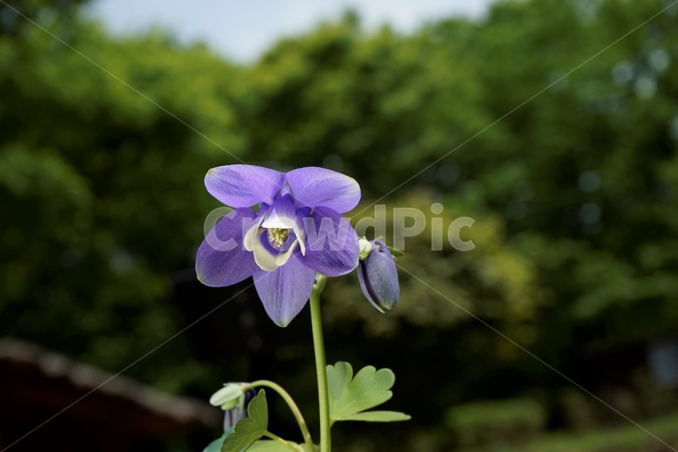 매발톱꽃,꽃,봄,만개,aquilegia,beforeflowering,bud,columbine,green,leaf,nature,plant,spring