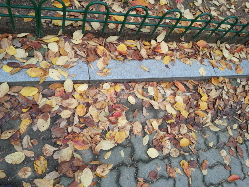 낙엽,가을,나뭇잎,공원,plant,tree,autumn