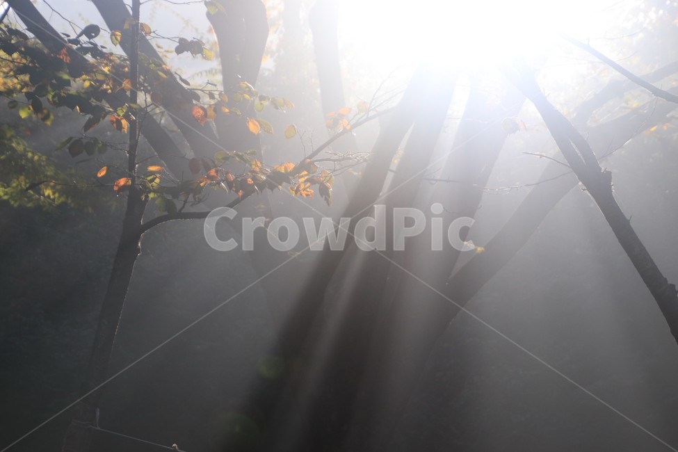 light,빛,플레어,sunlight,햇빛,빛내림,자연,nature,숲,forest,자연,풍경,nature,landscape