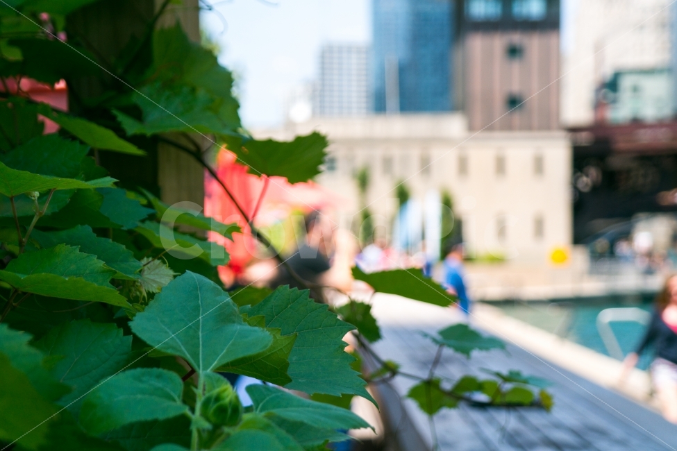 감성,도시,휴식,평화,자연,나뭇잎,빌딩,여행,미국,식물,자연,plants,nature