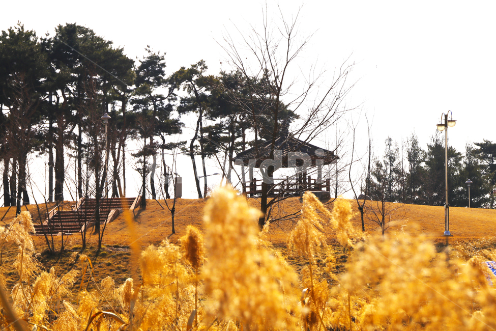 갈대,억새,하천,숲,산,나무,가을,추억,쓸쓸함,고요함,자연,풍경,nature,landscape,plant,식물