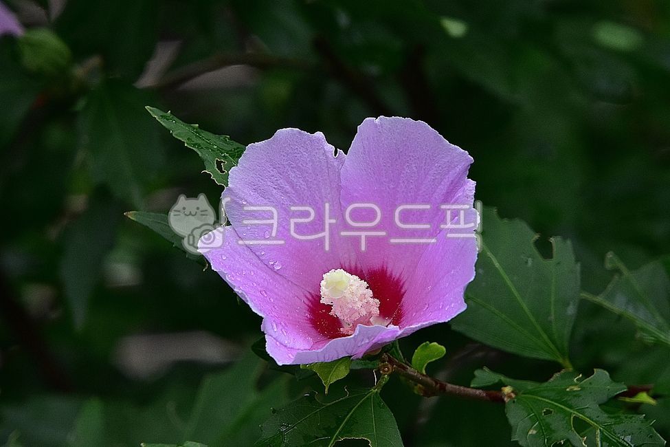 무궁화,꽃,꽃잎,잎,식물,여름