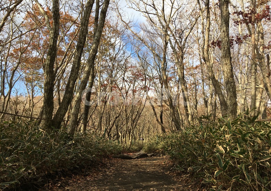 제주,한라산,나무,가을,숲길