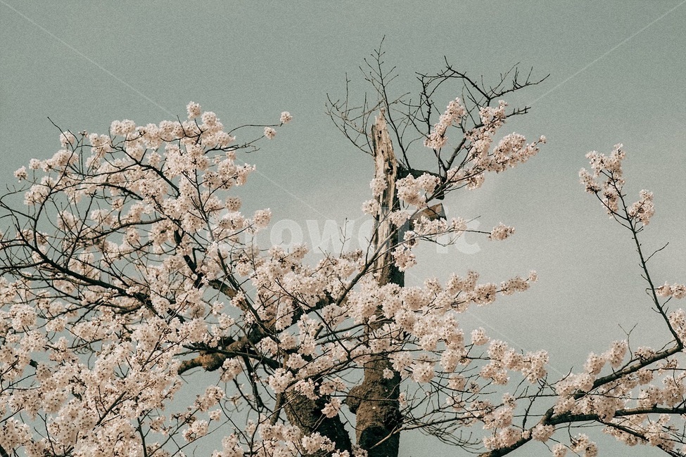 봄,꽃,벚꽃,식물,자연,spring,flower,cherryblossom,plant,nature,봄,계절,spring,season,자연,풍경,nature,landscape,감성,sensible,feeling,blossom