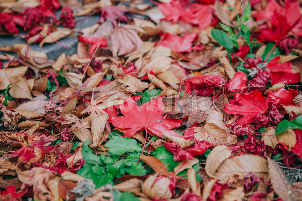 가을,단풍,나뭇잎,나무,붉은,빨간,잎,잎사귀,가을,계절,fall,autumn,season,leaf,plant,식물,tree