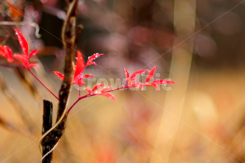 아침이슬,남천,단풍,아름다운,감성적인,가을,계절,fall,autumn,season,식물,자연,plants,nature,plant