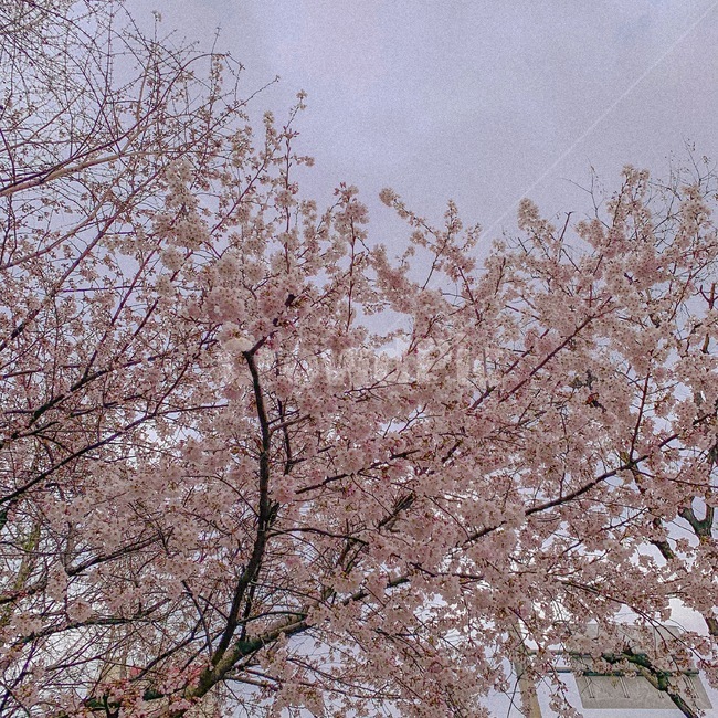 벚꽃,봄,분홍색,감성,필름카메라,cherryblossom,sakura,spring,filmcamera,japan,korea,한국,일본느낌,봄,계절,spring,season,식물,자연,plants,nature,꽃,flower,plant,blossom