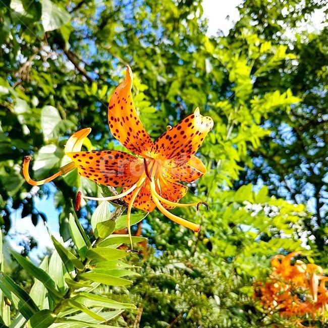 꽃,나리,산나리,여름,flower,식물,자연,plants,nature,꽃,flower