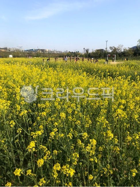 꽃,코스모스,풍경,배경,노란색