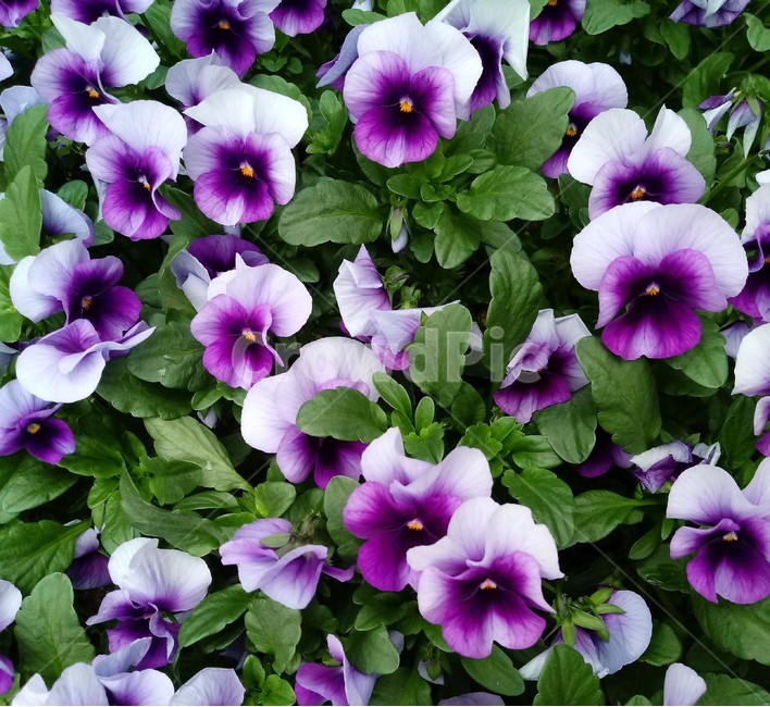 팬지,pansy,제비꽃과,한해살이풀,식물,관상용