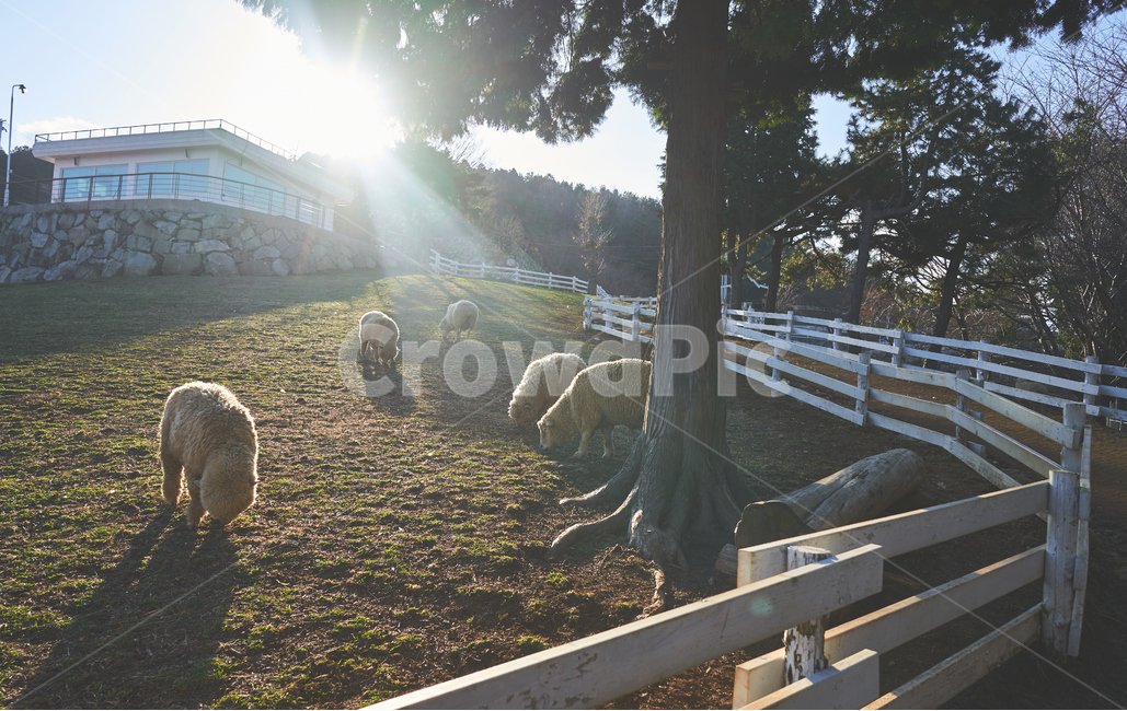 양떼,목장,잔디,풀,light,빛,flare,플레어,mammal,포유류,sheep,양,animal,동물,동물,animal,포유류,mammal