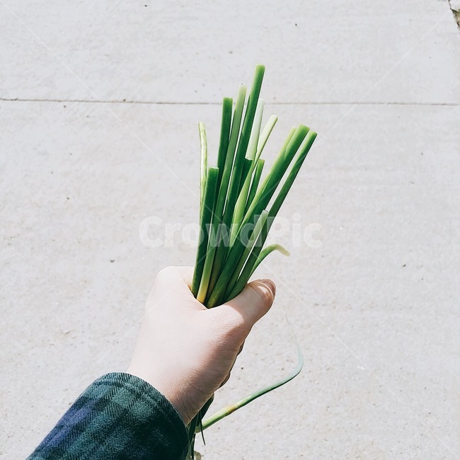손,셔츠,채소,마늘쫑,식재료,hand,shirts,vegetable,ingredient,te,shatsu,yasai,shokuzai,음식,식재료,요리,food,cook,meal,dishes,food reserves,채소,야채,vegetables
