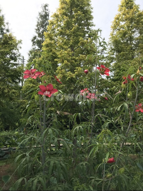 plant,식물,flower,꽃,blossom,nature,자연,outdoors,야외