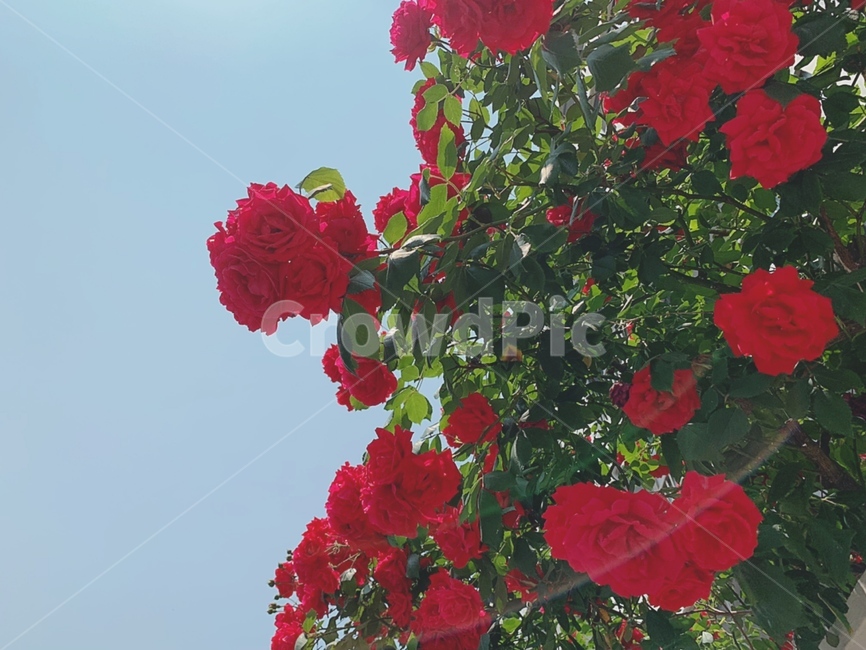 장미,감성,꽃,색감,자연,rose,감성사진,color