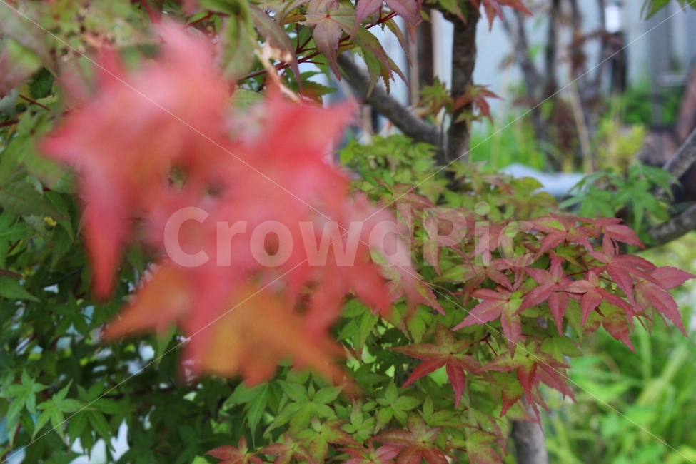 나무,단풍,빨강,빨간색,가을,식물,공원,야외,정원,접사,식물,자연,plants,nature,가을,계절,fall,autumn,season,plant,leaf,잎,tree,maple