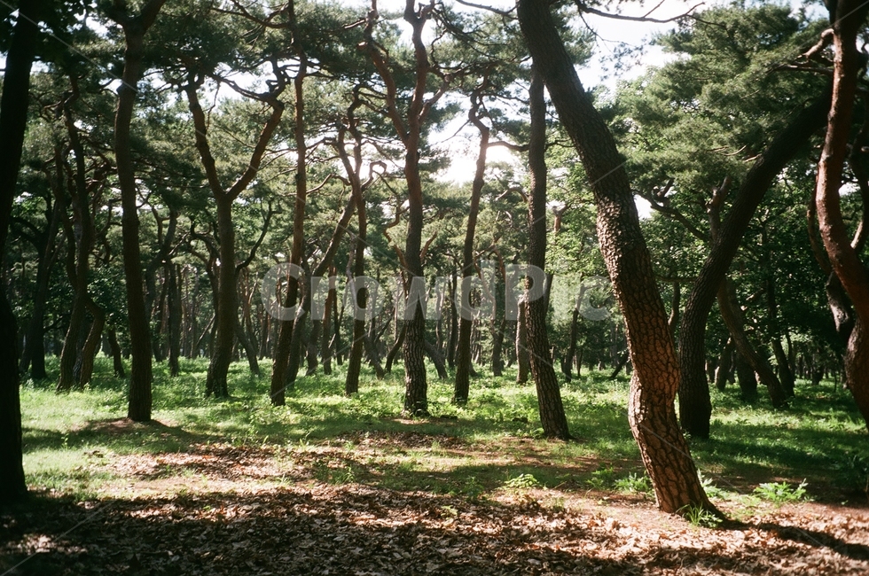 공원,경주,황성공원,공원풍경,숲,초록,여름,필름사진,자연,풍경,nature,landscape,식물,plants,나무,trees,wood,휴식,힐링,rest,relaxation,healing,vegetation,초목,plant,tree,forest,woodland,삼림지,outdoors,옥외,land,땅,grove,작은 숲,tree trunk,나무 줄기