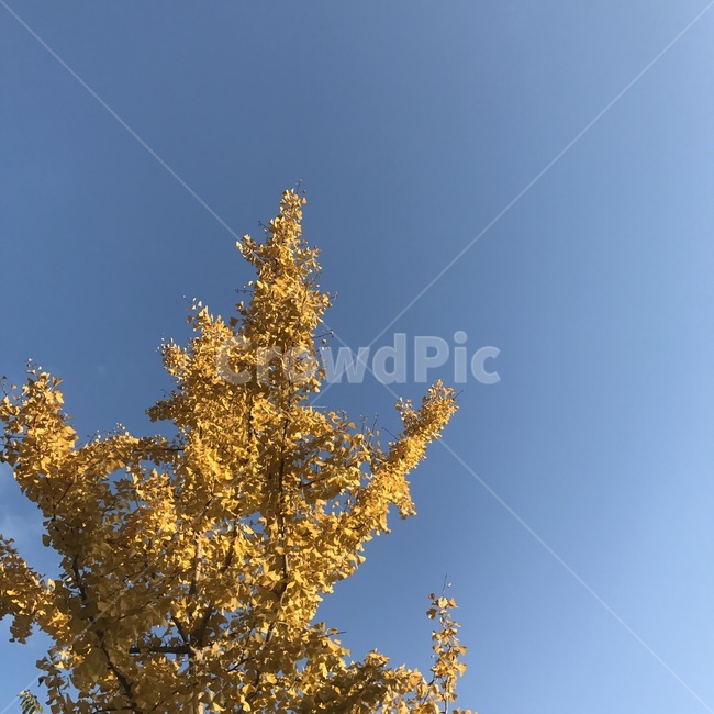 가을,하늘,낙엽,풍경,자연,감성,가을,계절,fall,autumn,season,자연,풍경,nature,landscape,tree,나무,plant,식물,conifer,구과 식물