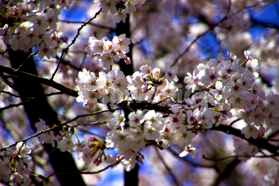 벚꽃,꽃,봄,개화,꽃잎,4월,3월,꽃봉오리,봄,계절,spring,season,plant,식물,flower,blossom,cherry blossom