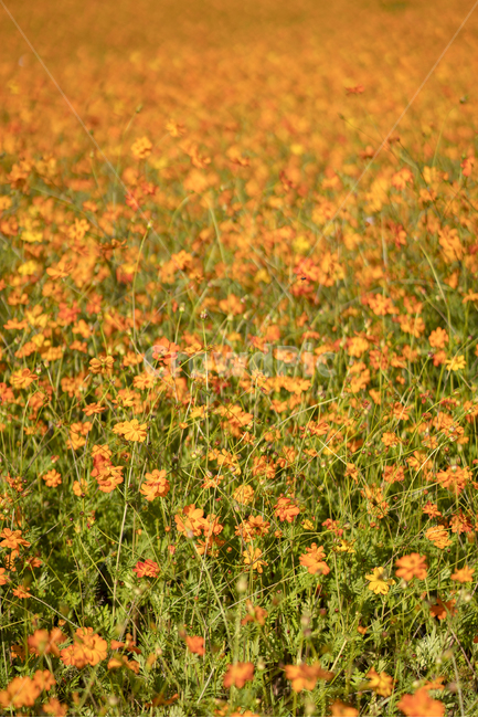 꽃,가을,자연,풀,주황색