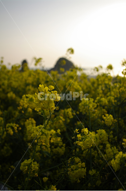 유채꽃,꽃,식물,flower,plant,봄,계절,spring,season,식물,자연,plants,nature,꽃,flower,field,들,grassland,목초지,outdoors,옥외