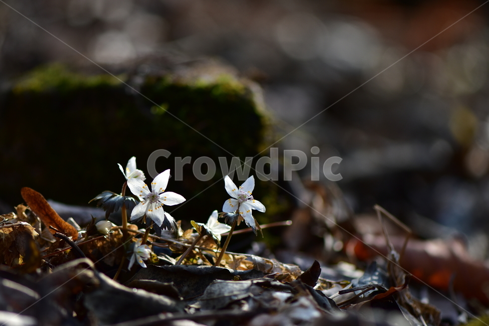 너도바람꽃,야생화,봄,꽃,풀꽃,자연,식물,식생,감성,힐링,plants,nature,spring,season,flower,emotion,feeling,흰색,초본,너도바람꽃속