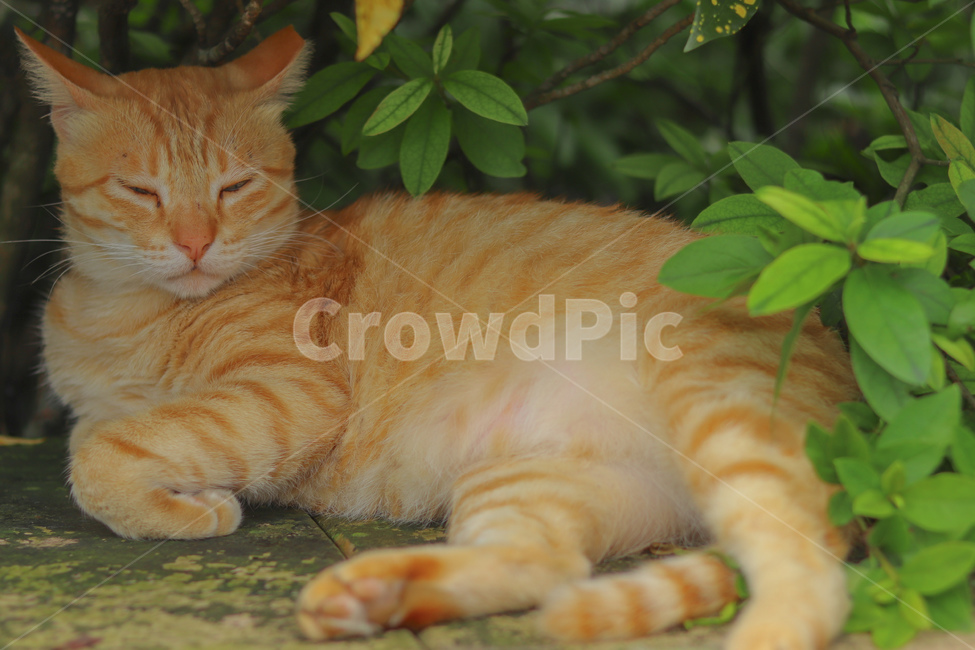 고양이,동물,길고양이,냐옹이,야옹이,길거리,animal,straycat,kitty,street,동물,animal,포유류,mammal,고양이,cat,kitten,kitty