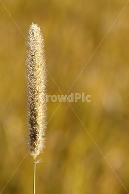 강아지풀,식물,잡초,풀,greenbristlegrass,식물,자연,plants,nature