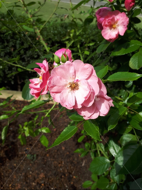 자연,꽃,고화질,flower,はな