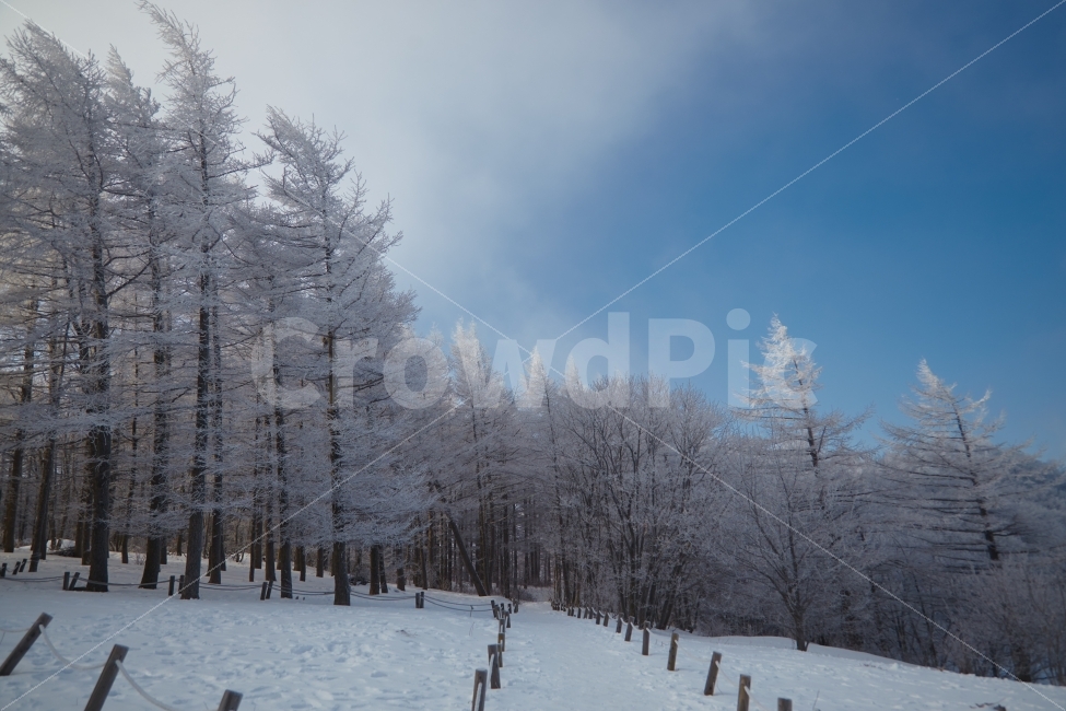 겨울,상고대,함백산,만항제,눈,겨울,계절,winter,season,자연,풍경,nature,landscape,한국자연풍경,한국자연경관,korea nature landscape,plant,식물,tree,나무,abies,아비,fir,전나무