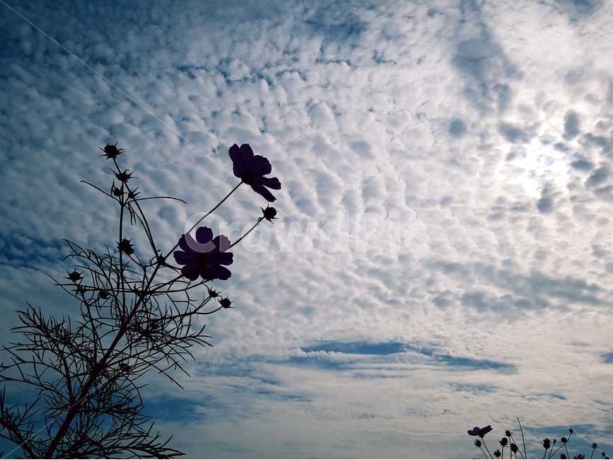 하늘,흰구름,풍경,맑음,해,자연,풍경,nature,landscape,식물,plants,꽃,flower,실루엣,그림자,silhouette,shadow,outdoors,옥외,weather,날씨,cloud,구름,sky,cumulus,적운,bird,새,animal,동물