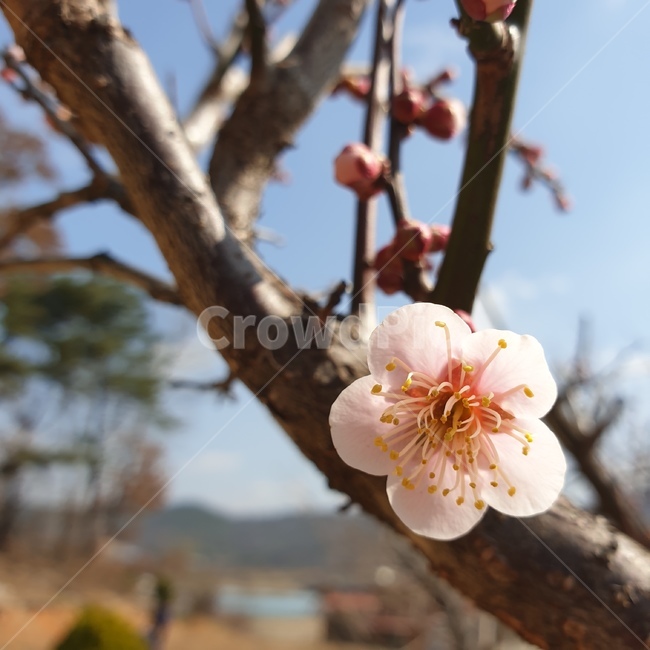 매화,매화꽃,봄꽃,봄,봄느낌,봄분위기,매실나무,매실꽃,분홍색꽃,분홍꽃,핑크,분홍,식물,자연,plants,nature,꽃,flower