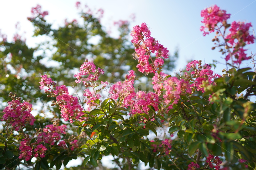 배롱나무,백일홍,배롱,꽃,나무,식물,식물,자연,plants,nature,꽃,flower