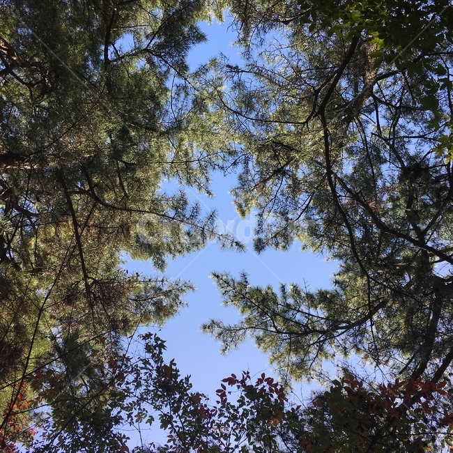 하늘,자연,소나무,나무,배경,자연,풍경,nature,landscape,tree,plant,식물,fir,전나무