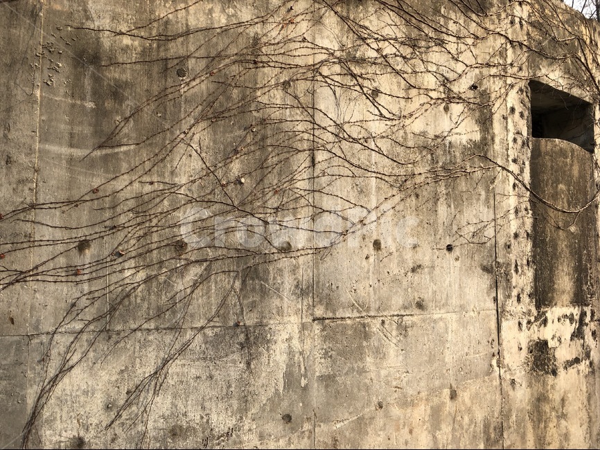 건물,건축,낭만,나뭇잎,자연,건축물,건물외관,exterior,building,structure,architecture,construction
