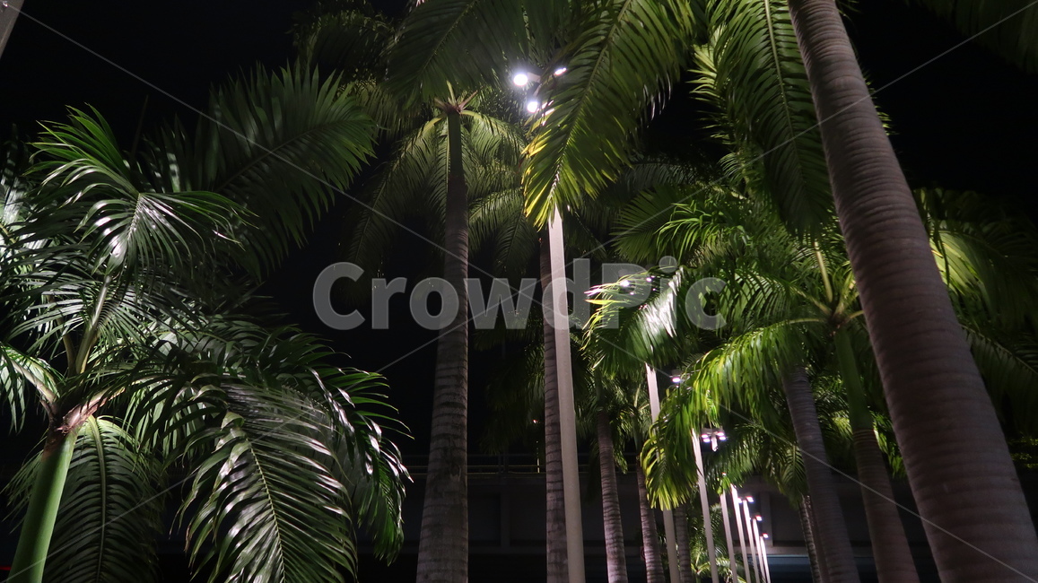 싱가폴,singapore,정원,outdoors,옥외,야경,밤,나무,트로피칼,공원,빛,불빛,night,trees,tropical,garden,light,트로피컬