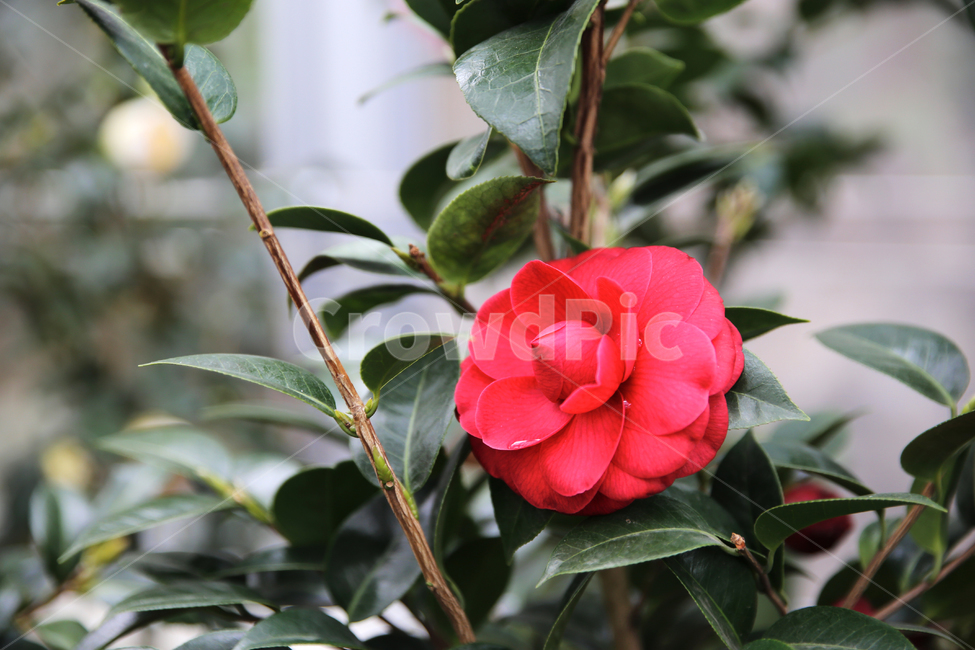 꽃,빨간색,식물,나무,나뭇잎,식물,자연,plants,nature,꽃,flower