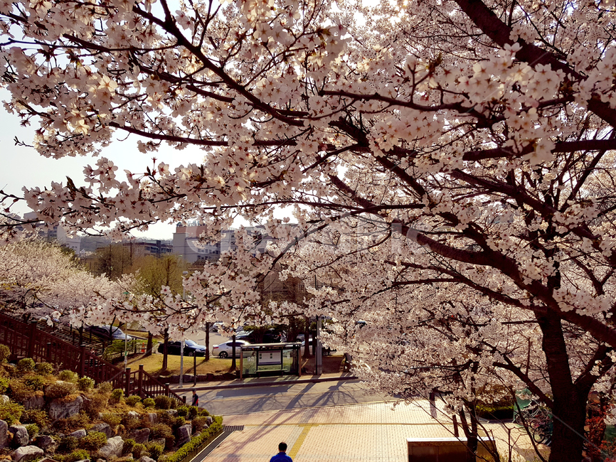 spring,봄,cherryblossom,벚꽃,plant,식물,flower,꽃,blossom,식물,자연,plants,nature,꽃,flower