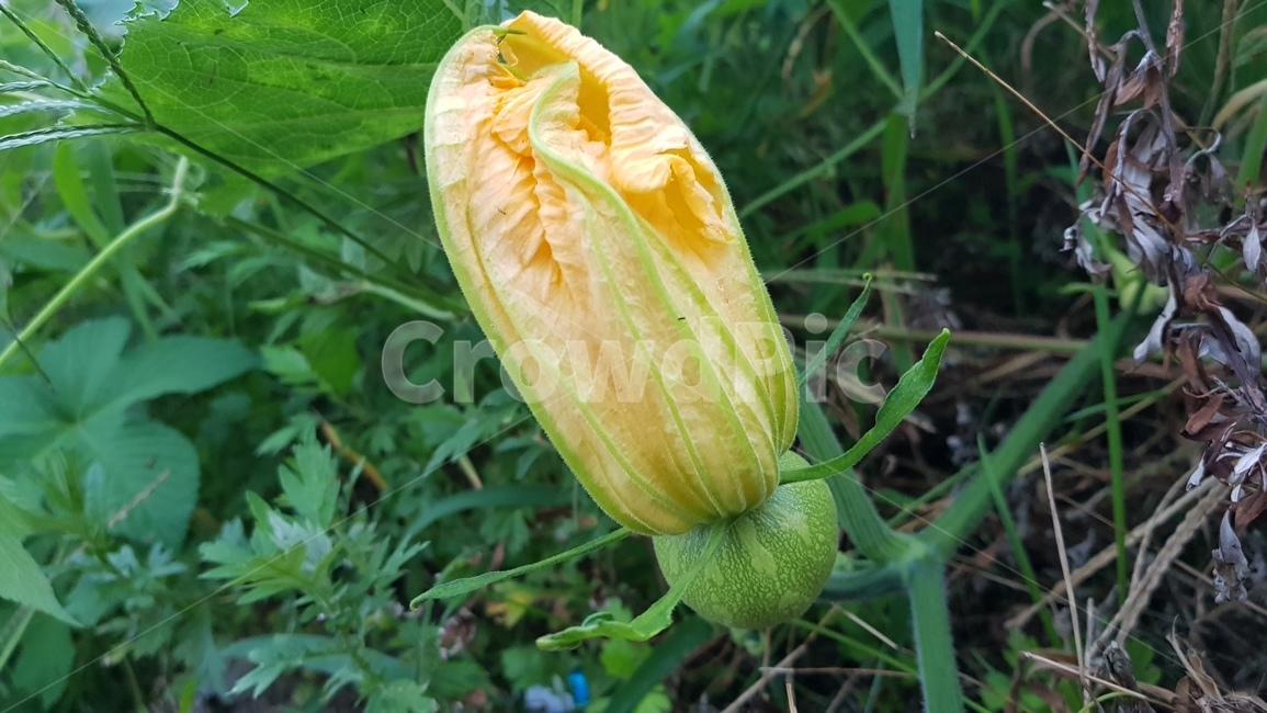 호박잎,호박꽃,들꽃,채소꽃,노란꽃,식물,자연,plants,nature,꽃,flower