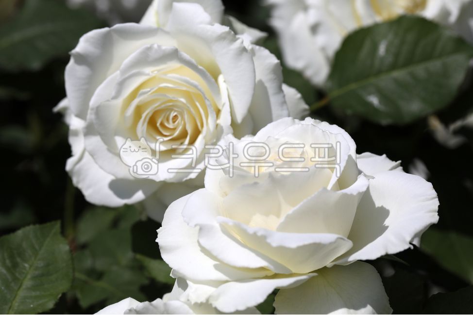 flower,꽃,rose,장미,백장미,하얀꽃,접사,매크로촬영,봄,봄꽃