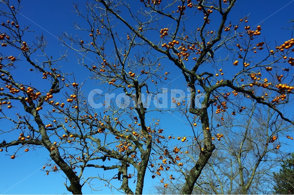 파란하늘,감나무,가을,늦가을,나무,blue,sky,autumn,persimmon,식물,자연,plants,nature,나무,trees,wood,과일,열매,fruit