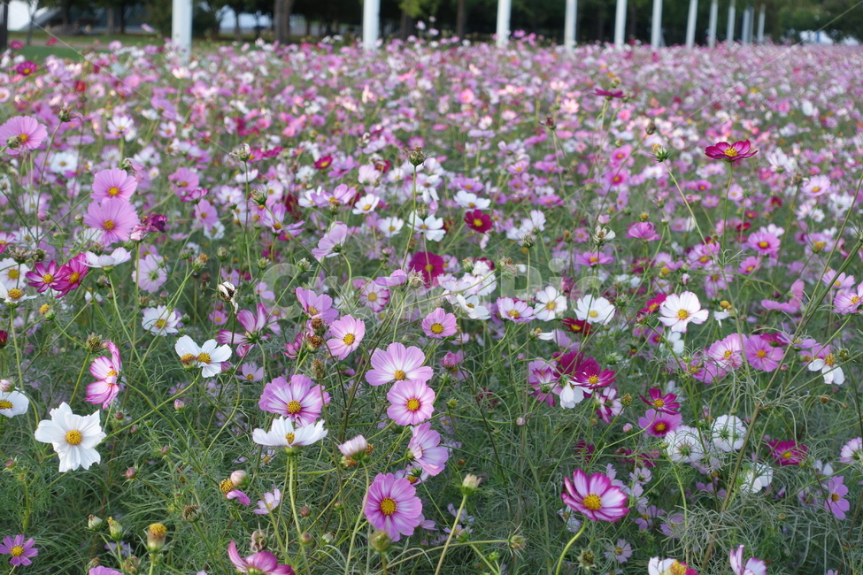 코스모스,가을,꽃,꽃밭,flower,blossom,plant,식물,식물,자연,plants,nature,꽃,flower