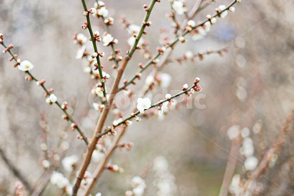 하동,경남하동,매화마을,매화축제,매화꽃,매화,꽃,flower,hadong,봄,계절,spring,season,식물,자연,plants,nature,꽃,flower,plant,blossom